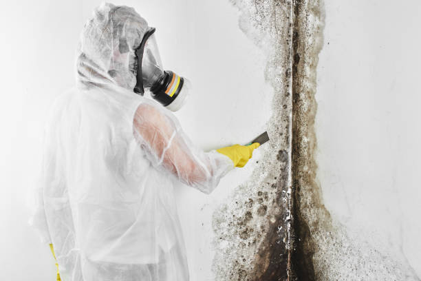 Best Mold Cleaning Services  in Goodwater, AL
