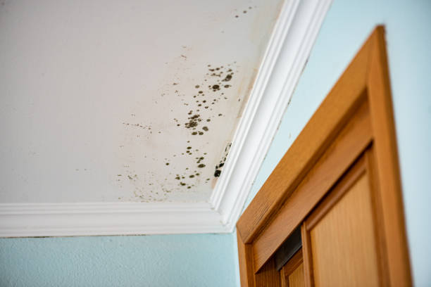 Best Best Mold Removal Companies  in Goodwater, AL