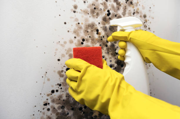 Office Mold Removal Services in Goodwater, AL