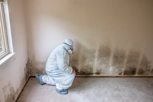 Best Local Mold Removal Service  in Goodwater, AL