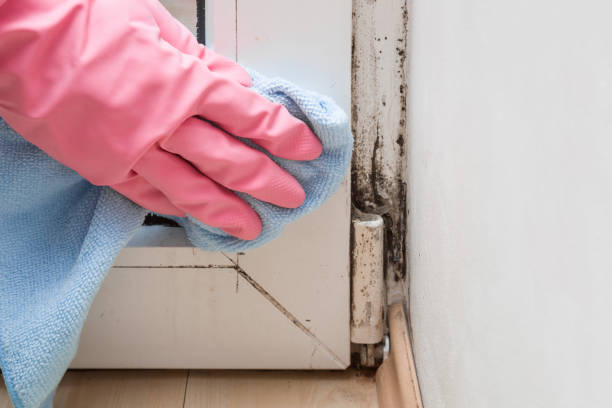 Crawl Space Mold Removal in Goodwater, AL